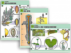 Комплект таблиц по биологии дем. "Ботаника 1" (12 табл., формат А1, лам.)