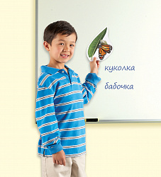 Развивающая игрушка "Жизненный цикл бабочки", магнитный (демонстрационный материал, 9 элемент