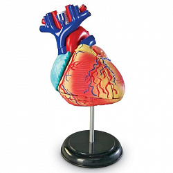 Развивающая игрушка "Анатомия человека. Сердце"  (29 элементов)