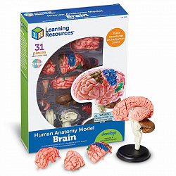 Развивающая игрушка "Анатомия человека. Мозг"  (31 элемент)