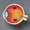 Развивающая игрушка  "Глаз человека модель в разрезе" (демонстрационный материал из мягкой пены, 14см., 1 элемент )
