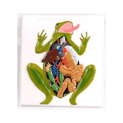 Модель барельефная "Внутреннее строение лягушки"