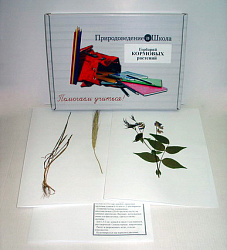 Гербарий "Кормовые растения" (20 видов) формат А-3