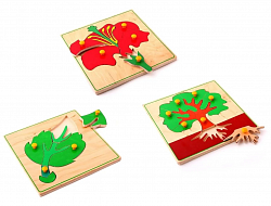 Развивающий комплект "Ботаника"