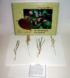 Гербарий "Культурные растения" (28 видов) формат А-3