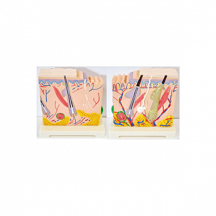 Модель "Кожа человека"