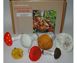 Набор муляжей грибов съедобных и ядовитых