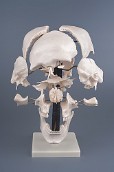 Модель "Кости черепа" (смонтированный на одной подставке)