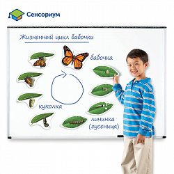 Развивающая игрушка "Жизненный цикл бабочки", магнитный (демонстрационный материал, 9 элемент