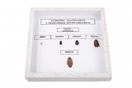 Коллекция энтомологическая "Развитие насекомых с неполным превращением"