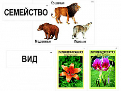 Модель-аппликация "Классификация растений и животных" (ламинированная)