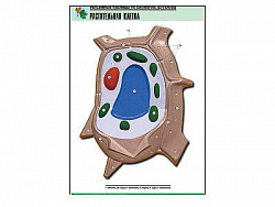 Рельефная таблица "Растительная клетка" (формат А1, матовое ламинир.)