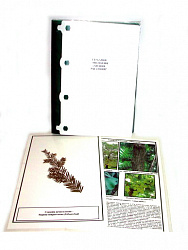 Гербарий "Эволюция высших растений" (лам.) формат А-4