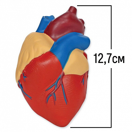 Развивающая игрушка  "Сердце человека модель в разрезе" (демонстрационный материал из мягкой пены, 12.5см., 1 элемент )
