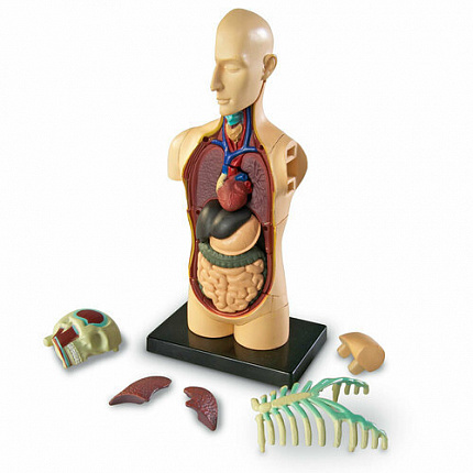 Развивающая игрушка "Анатомия человека. Тело"  (31 элемент)