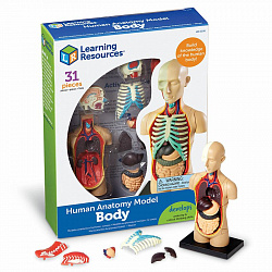 Развивающая игрушка "Анатомия человека. Тело"  (31 элемент)