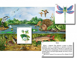 Магнитный плакат-аппликация "Водоем: биоразнообразие и взаимосвязи в сообществе"