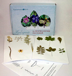 Гербарий "Морфология растений" (5 тем х 3 листа) формат А-3