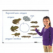 Магнитный набор "Жизненный цикл лягушки"