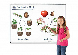 Развивающая игрушка "Жизненный цикл растений",магнитный  (демонстрационный материал, 12 элементов)