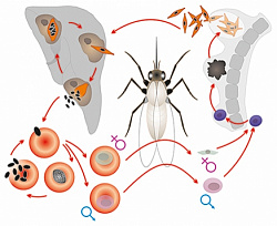 Модель-аппликация Цикл развития малярийного плазмодия
