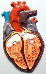 Модель барельефная "Строение сердца человека"