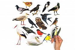 Птицы ДМ фетр  (16дет)