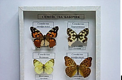 Коллекция энтомологическая "Семейство бабочек"