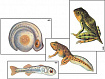 Модель-аппликация "Развитие костной рыбы и лягушки" (ламинированная)