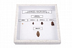 Коллекция энтомологическая "Развитие насекомых с неполным превращением"