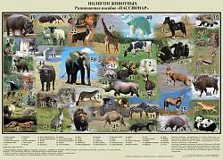 Настенное пособие по методике "Пассионар". Полигон животных