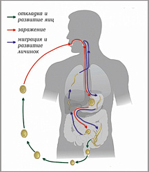 Модель-аппликация Цикл развития аскариды