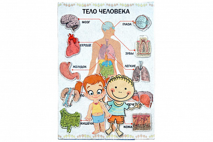 Тело человека фетр (27дет.)