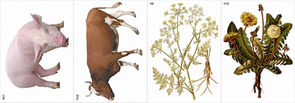 Модель-аппликация Агроценоз