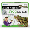 Развивающая игрушка "Жизненный цикл лягушки", магнитный  (демонстрационный материал, 9 элементов )