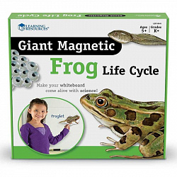 Развивающая игрушка "Жизненный цикл лягушки", магнитный  (демонстрационный материал, 9 элементов )