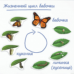 Развивающая игрушка "Жизненный цикл бабочки", магнитный (демонстрационный материал, 9 элемент