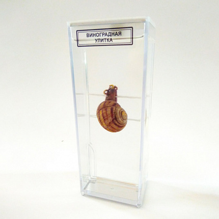 Влажный препарат "Виноградная улитка"