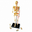 Развивающая игрушка "Анатомия человека. Скелет"  (41 элемент)