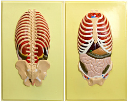 Модель барельефная "Расположение органов брюшной полости" (2 планшета)