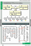 Таблицы демонстрационные "Белки и нуклеиновые кислоты"