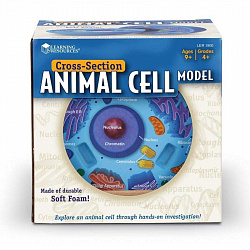Развивающая игрушка  "Клетка животного модель в разрезе" (демонстрационный материал из мягкой пены, 12.5см., 1 элемент )
