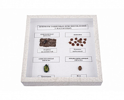 Коллекция энтомологическая "Примеры защитных приспособлений у насекомых"