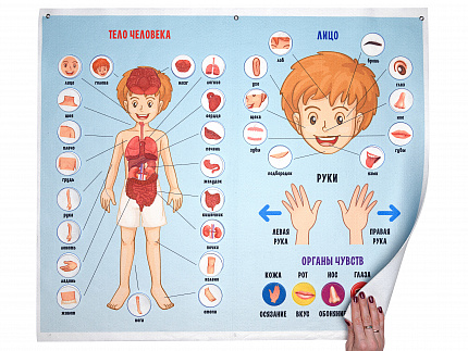 Панно "Тело человека" (88дет+ 5 планшетов)