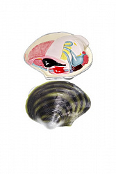 Модель "Беззубка" (двустворчатый моллюск)