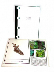 Гербарий "Эволюция высших растений" (лам.) формат А-4