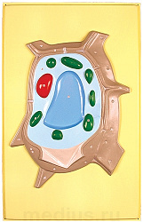 Модель барельефная "Растительная клетка"
