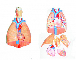 Модель "Система органов дыхания"