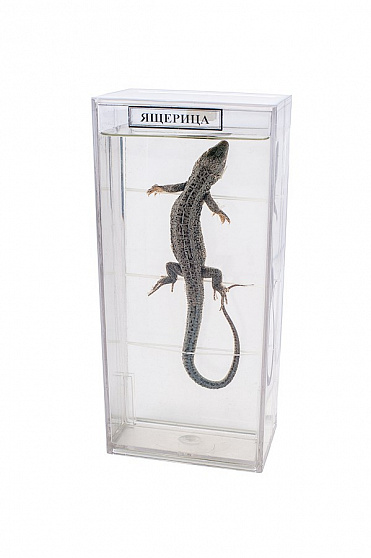 Влажный препарат "Ящерица"