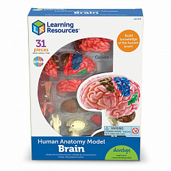 Развивающая игрушка "Анатомия человека. Мозг"  (31 элемент)